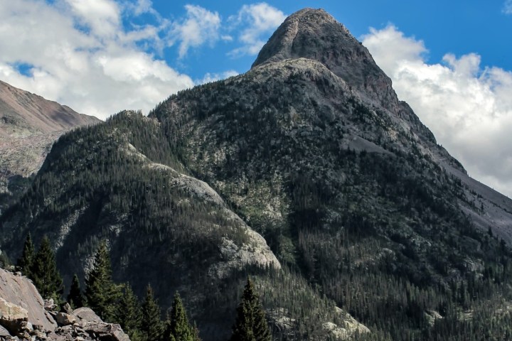 a tree with a mountain in the background